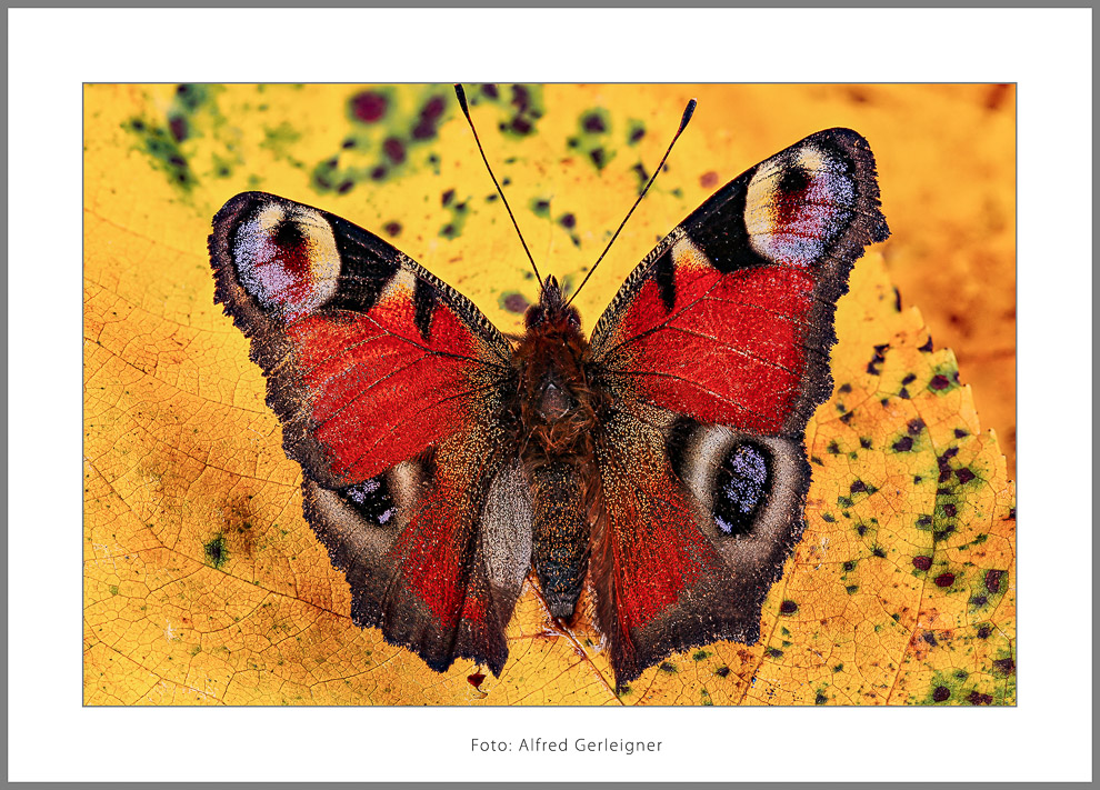 Gerleigner_Alfred_bunt_4-Bearbeitet