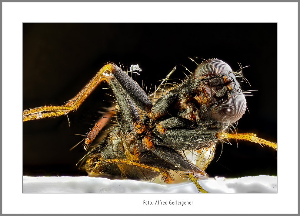 Gerleigner_Alfred_kaputt_5-Bearbeitet