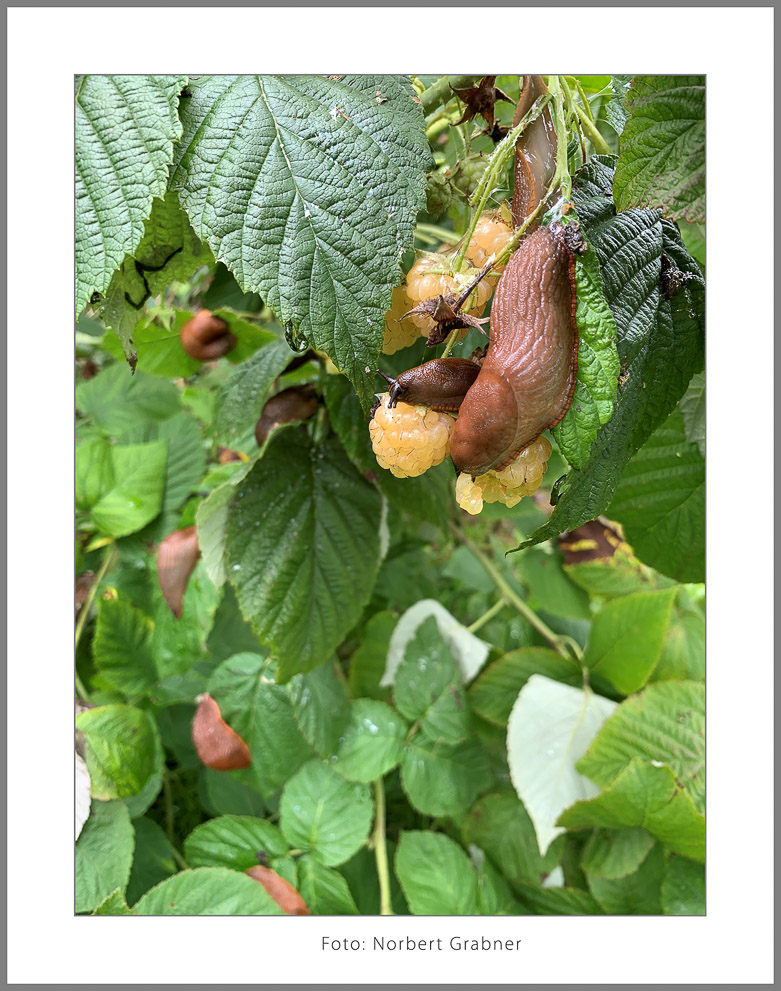 Grabner_Norbert_1_Erntezeit-Bearbeitet