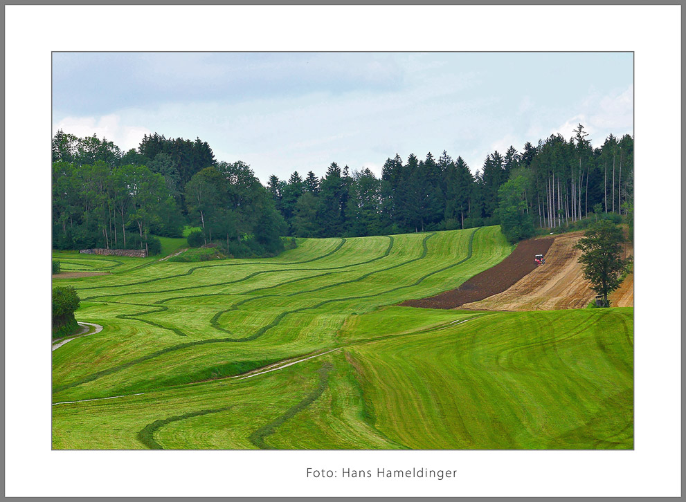 Hameldinger_Hans_Ernte2-Bearbeitet