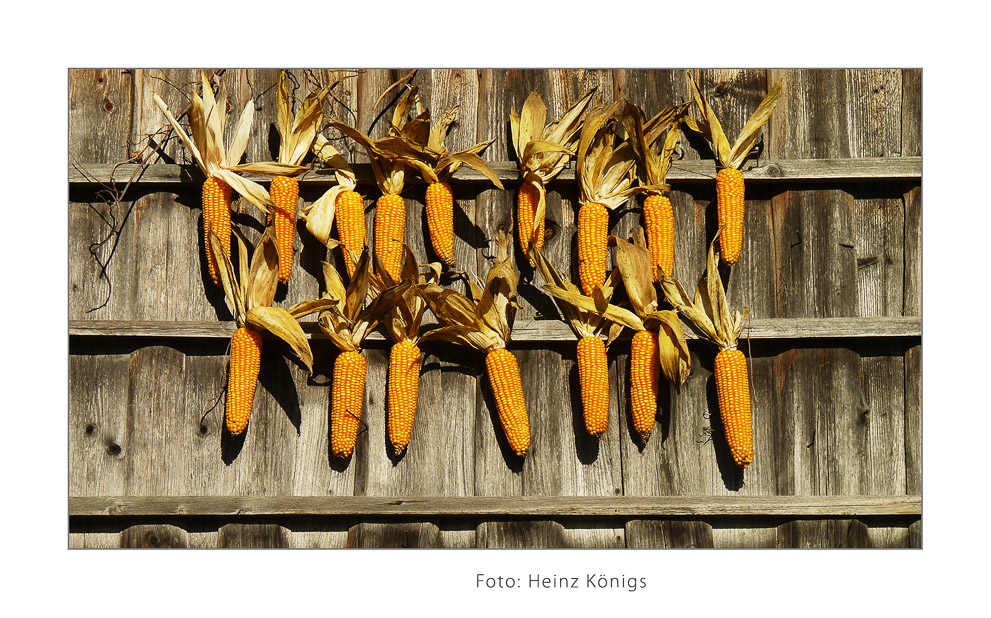 Königs_Heinz_ernte_5-Bearbeitet