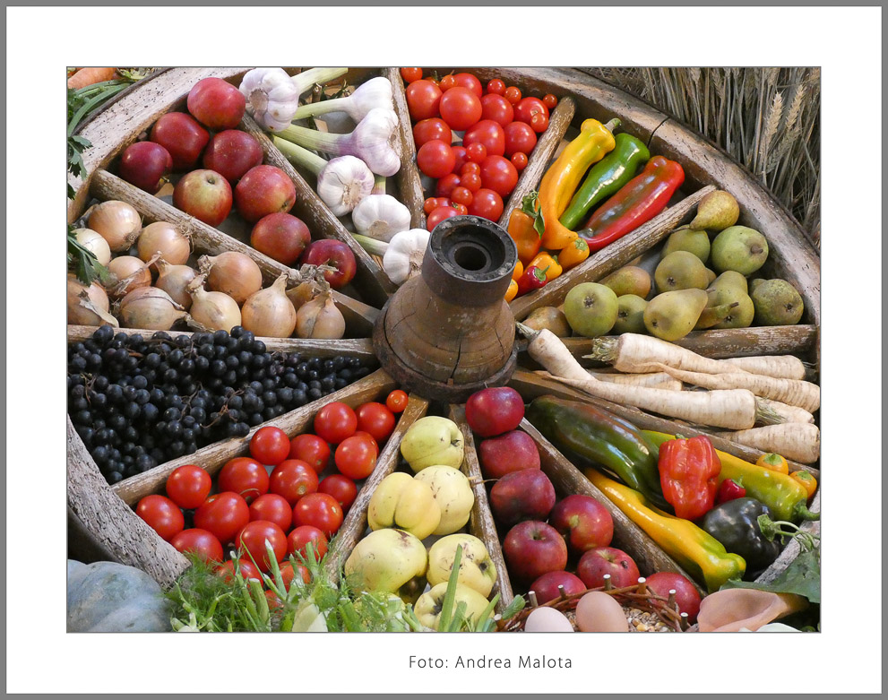 Malota_Andrea_Ernte_4-Bearbeitet