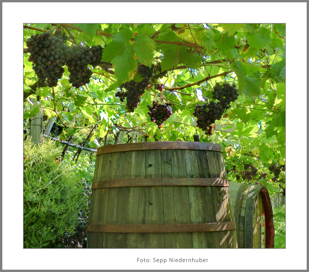 Niedernhuber Sepp 3 Erntezeit -Bearbeitet